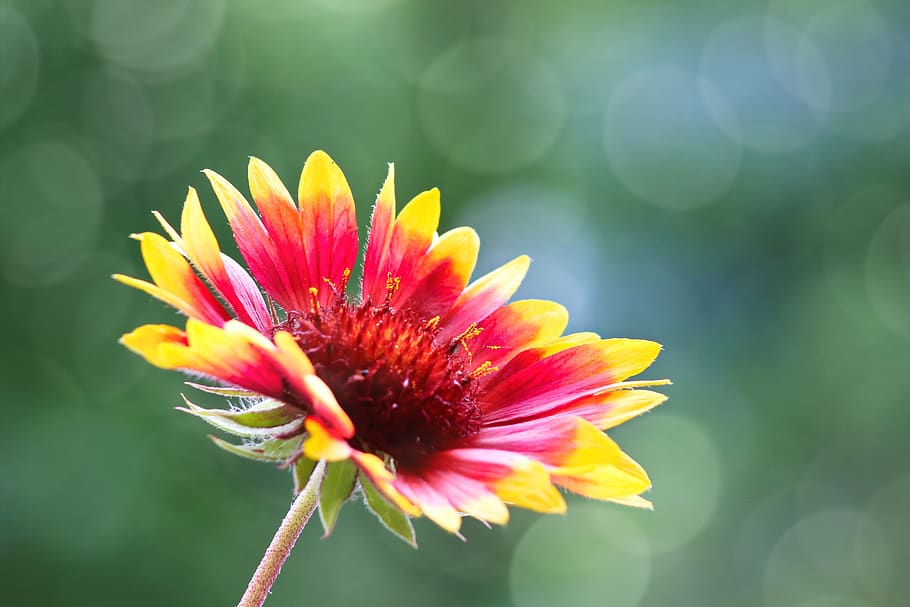 flower, macro, red, yellow, nature, blossom, bloom, garden HD wallpaper