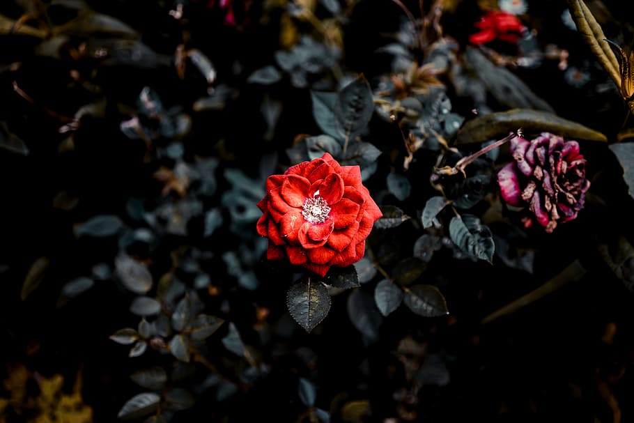 selective focus photography of red rose flower, bloom, forest HD wallpaper