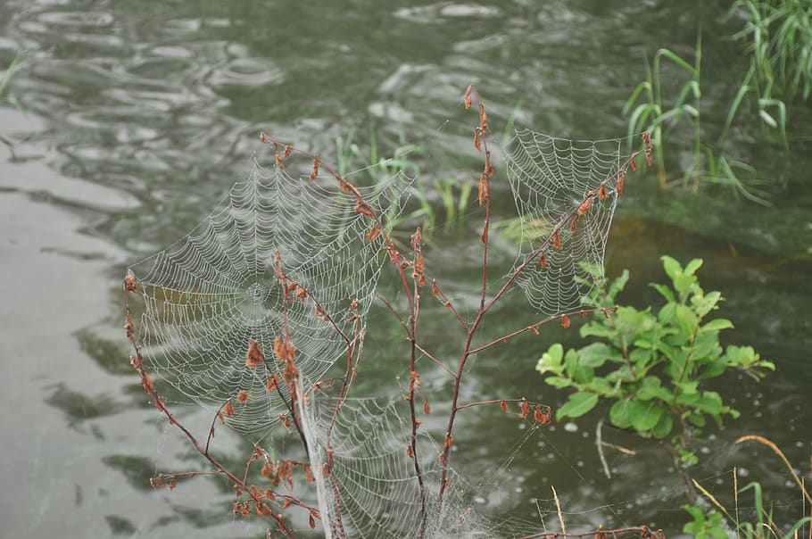 nature, insect, spider web, plant, growth, focus on foreground HD wallpaper