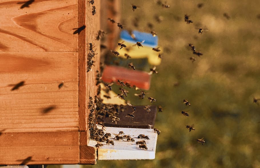 bee colonies, bees, beehive, beekeeper, honey bees, bee breeding HD wallpaper