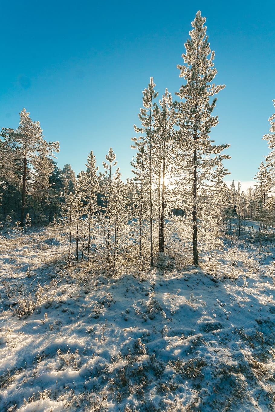 Snow Covered Forest Under Clear Blue Sky, cold, daylight, environment HD wallpaper