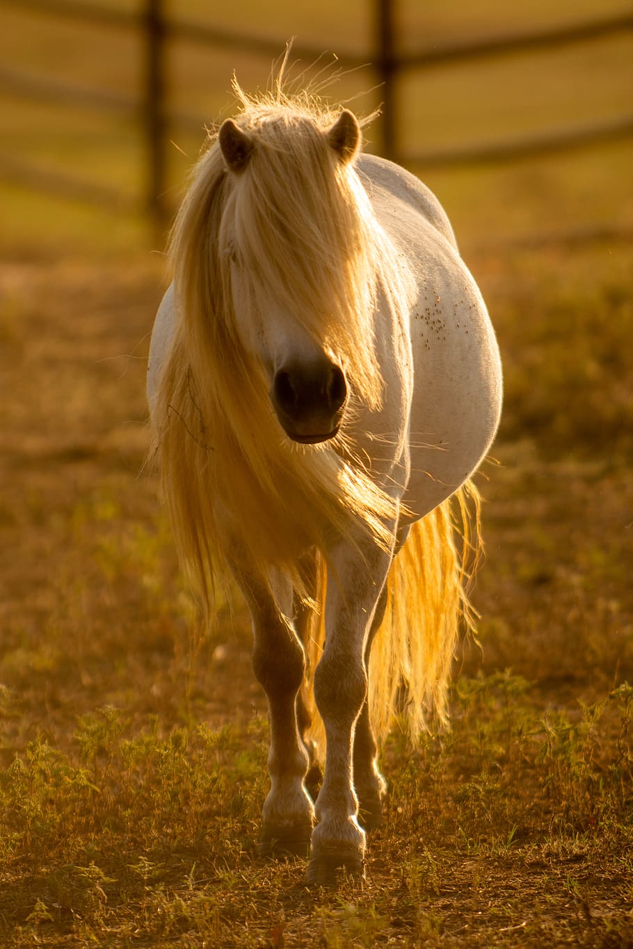 white horse inside barn, animal themes, mammal, one animal, domestic HD wallpaper