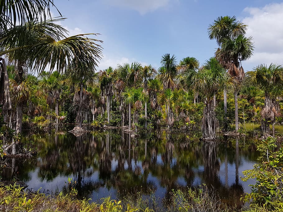palm trees reflecting on river during daytime, outdoors, land HD wallpaper