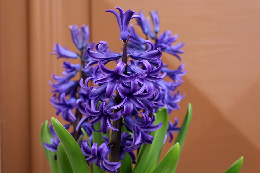 hyacinth, spring flowers, march, fragrant, blue, nature, flowering plant HD wallpaper