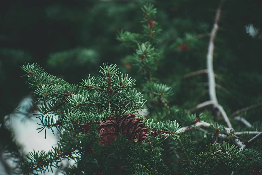 Pine Cones On Tree, branch, conifer, coniferous, pine tree, plant HD wallpaper