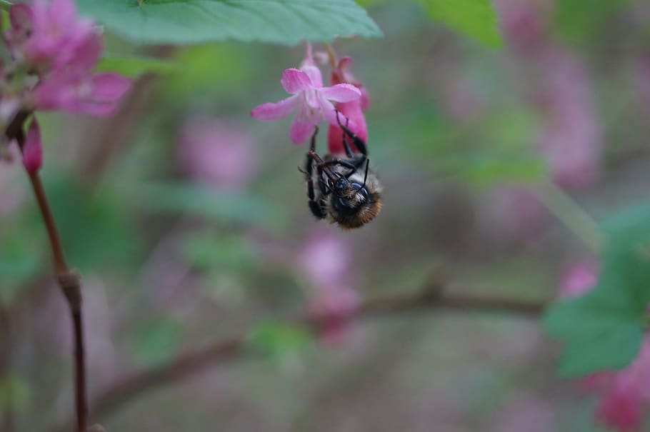 bee, flower, insect, natural, macro, pollen, insects, forest HD wallpaper