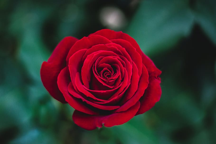 red, roses, flower, petals, gift, love, green, beauty in nature HD wallpaper