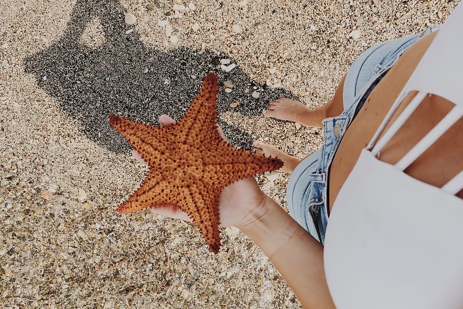 Person Holding Starfish, nature, one person, animal wildlife HD wallpaper