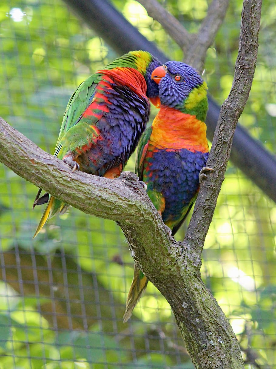 vertebrate, animal themes, animal wildlife, animals in the wild HD wallpaper