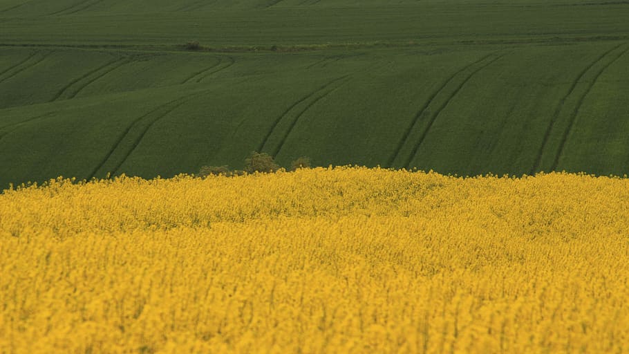 turkey, tekirdağ, landscape, yellow, beauty in nature, plant HD wallpaper