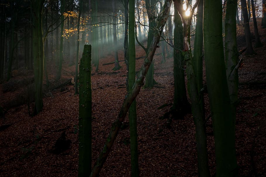forest, light beam, nature, trees, mood, landscape, lighting HD wallpaper