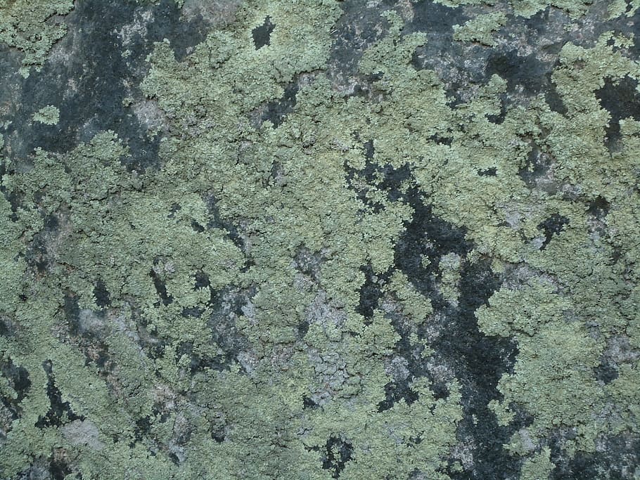 lichens, rock, pattern, texture, green, full frame, no people HD wallpaper