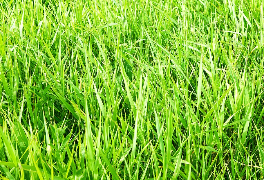 con2011, background, field, fresh, garden, grass, green, growth HD wallpaper