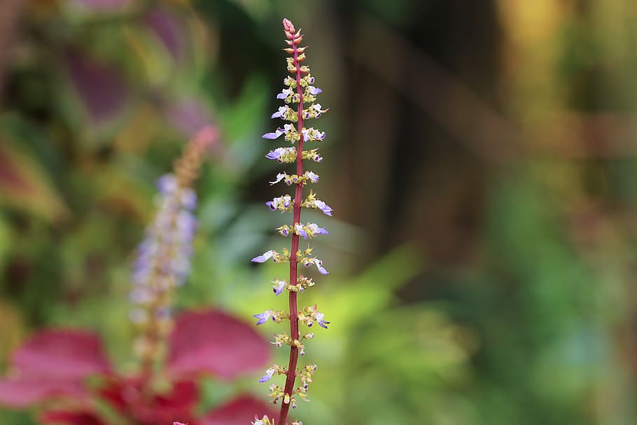 Selective Focus Photo of Purple Petaled Flower, blooming, blur HD wallpaper