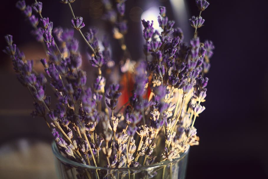 sun, light, macro, bokeh, inside, flower, violet, purple, lavender HD wallpaper