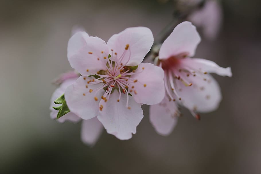 flower, peach tree, spring, flora, botanist, flowering plant HD wallpaper