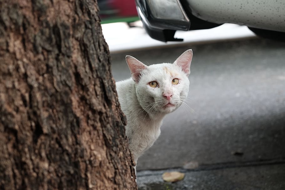 thailand, bangkok, cat, street, white cat, mammal, animal themes