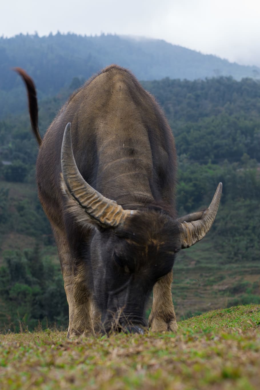 animal, cow, buffalo, mammal, bull, wildlife, mountain, asia, HD wallpaper