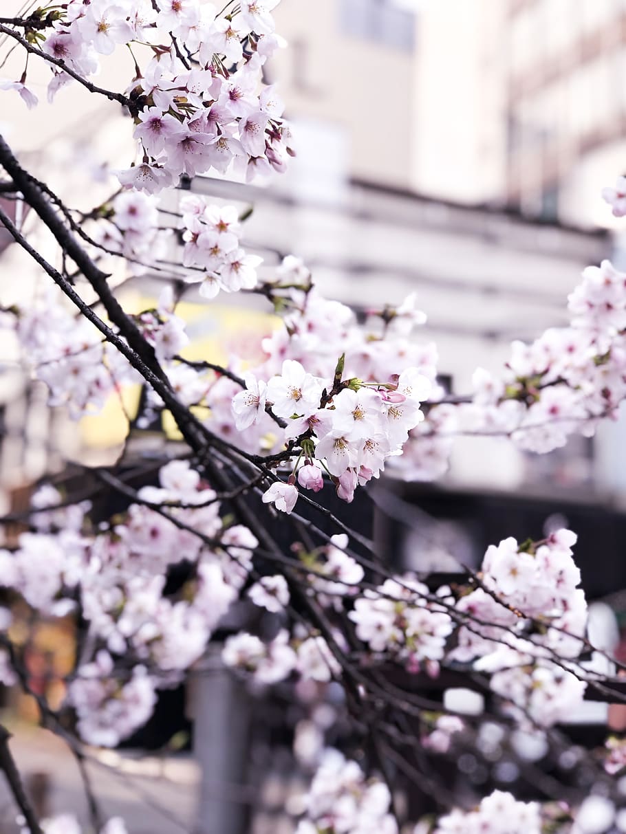 Selective Focus Photography of Cherry Blossom Flowers, beautiful HD wallpaper