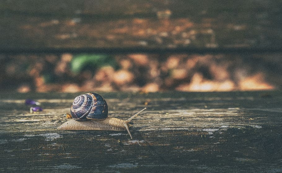 snail, nature, shell, animal, garden, slowly, spiral, creature HD wallpaper