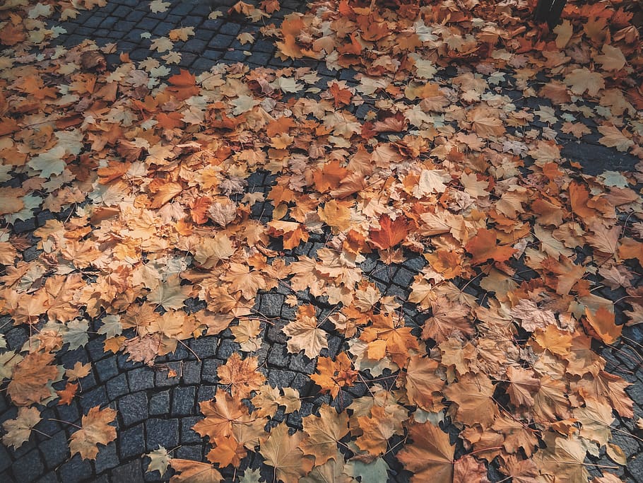 italy, plant part, autumn, leaf, change, leaves, full frame HD wallpaper