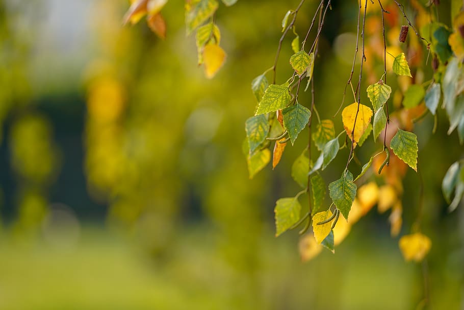 leaf, nature, tree, outdoors, bright, garden, season, wood HD wallpaper