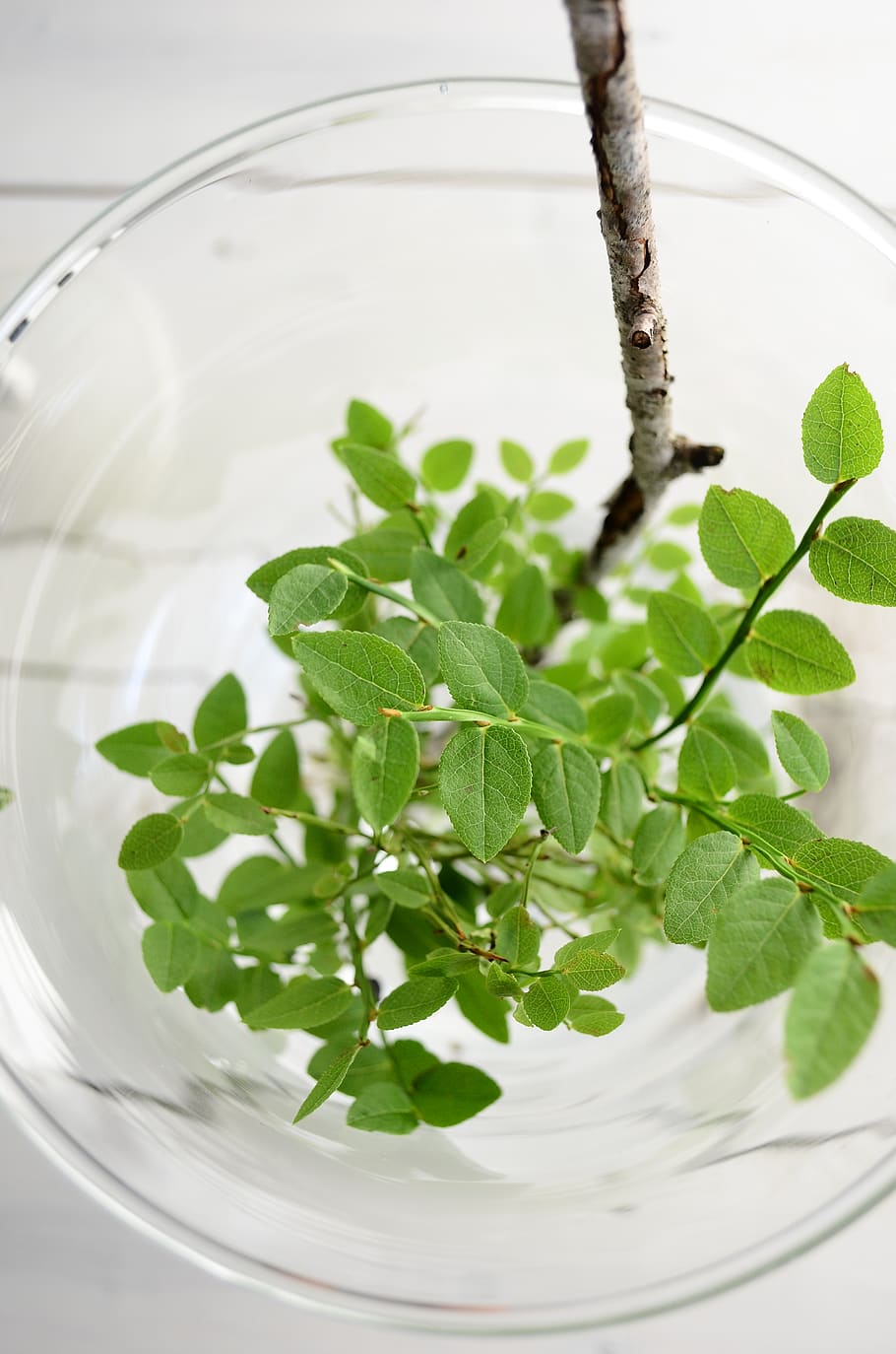 Green Plant Inside Clear Glass Bowl, color, decor, flora, freshness HD wallpaper