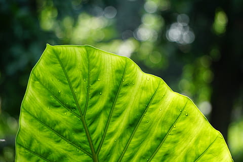 closeup photo of green taro plant, leaf, dew, foliage, greenery HD wallpaper