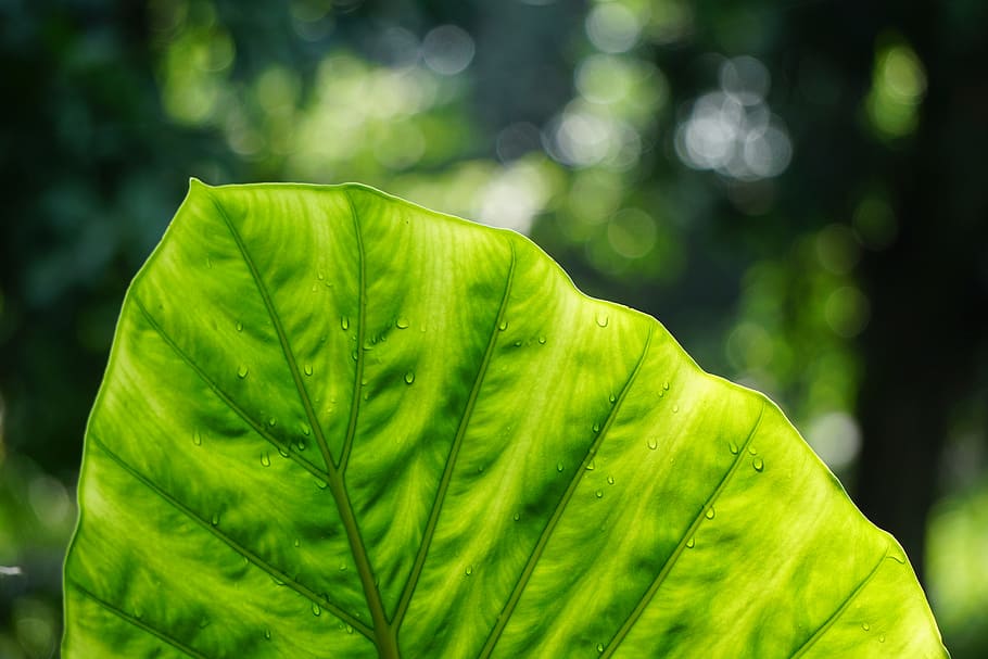 closeup photo of green taro plant, leaf, dew, foliage, greenery HD wallpaper