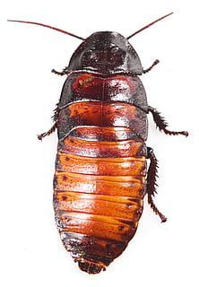 cockroach, madagascar, background, isolated, dirty, creepy HD wallpaper