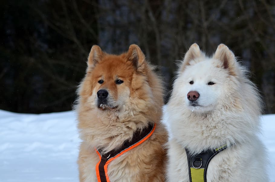 Biscuit samoyed sales