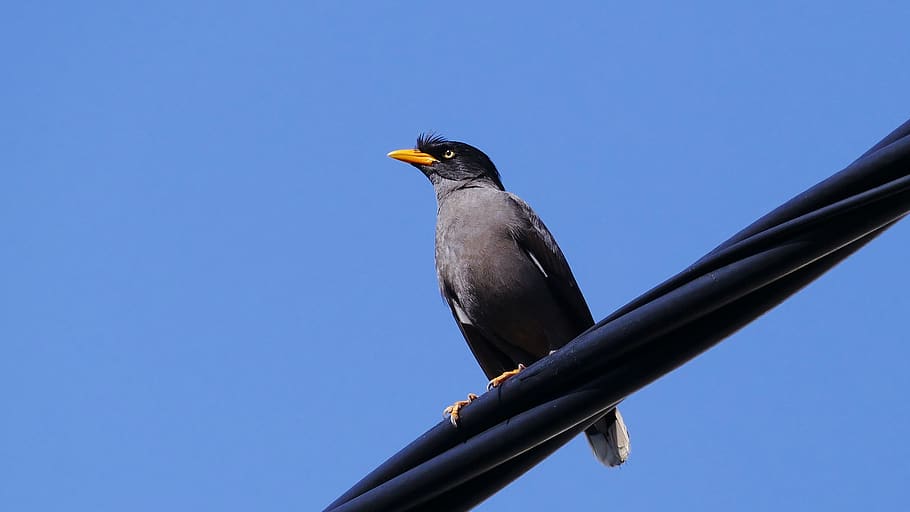 bird, sky, nature, skyline, cloud, feather, female, animal HD wallpaper