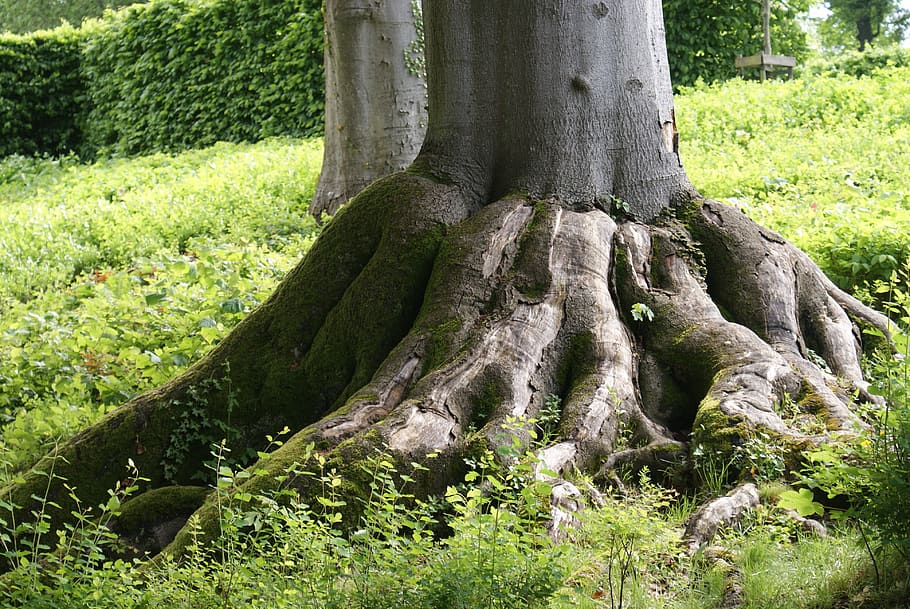 tree, roots, nature, wood, forest, green, plant, growth, trunk HD wallpaper