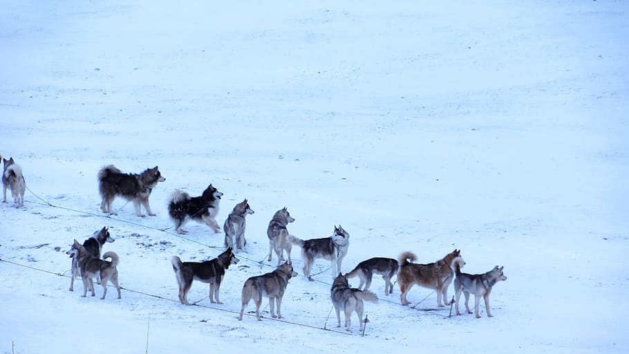 pack of wolves in snow, dog, canine, animal, husky, mammal, pet