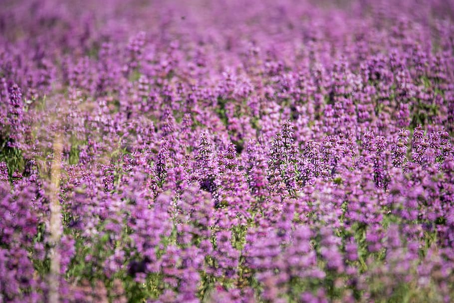 Lavender Field, beautiful, bloom, blooming, blossom, blur, bright HD wallpaper