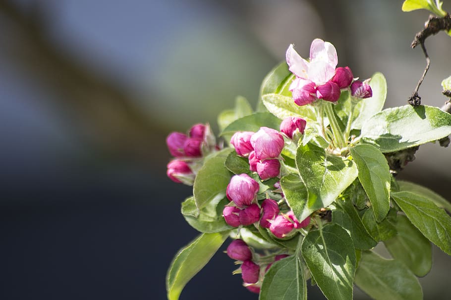 blooming, blossom, blossoming, spring, springtime, violet, pink HD wallpaper