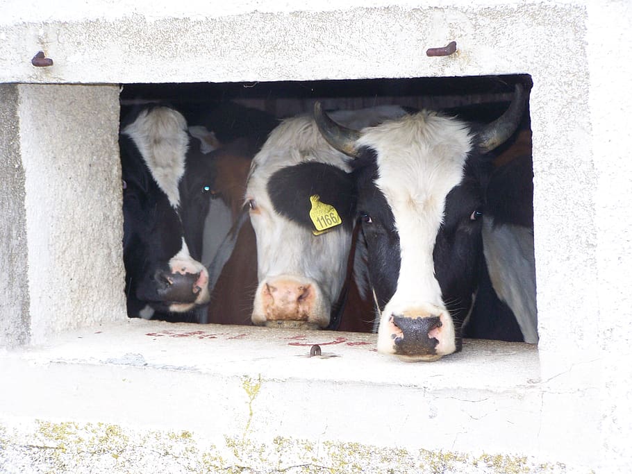cows, alm, window, animals, mountain, livestock, mammal, animal themes HD wallpaper