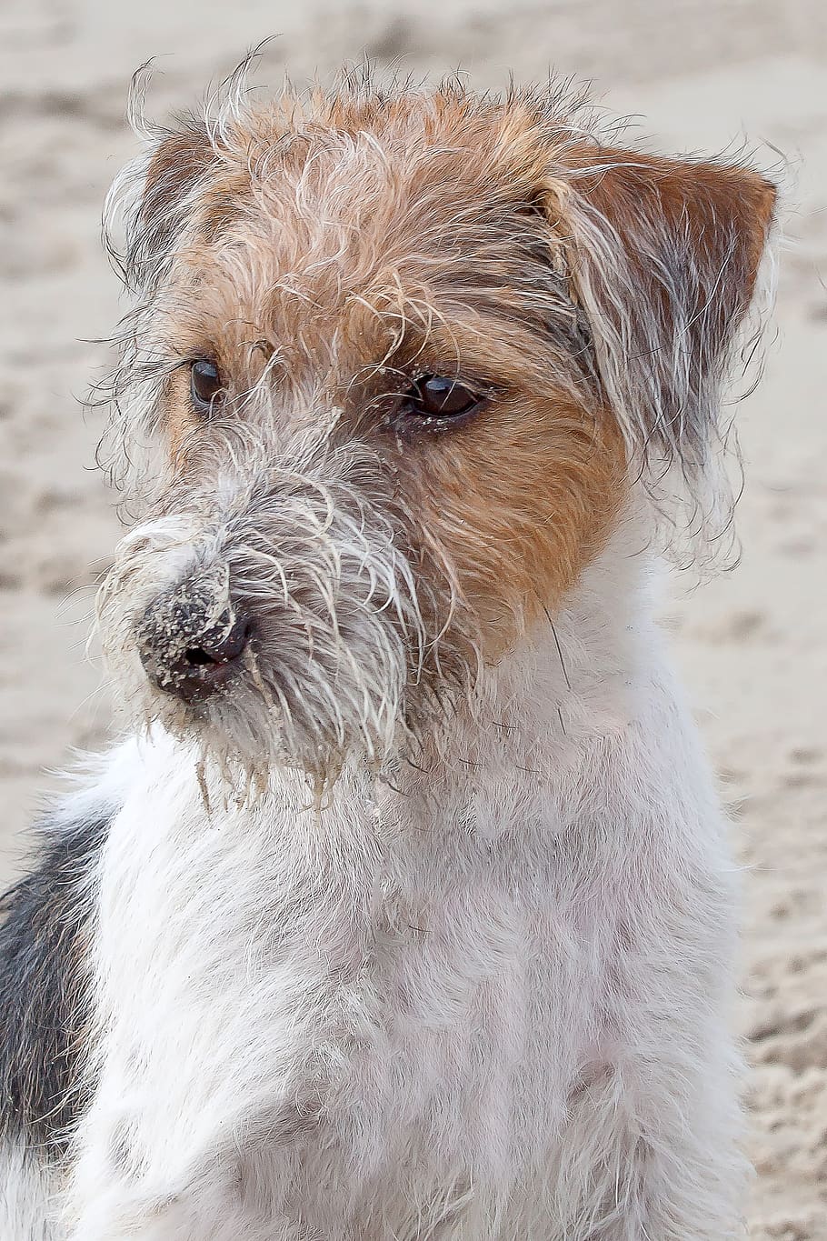 dog, terrier, parson, russel, jack russel, nature, animal holiday HD wallpaper