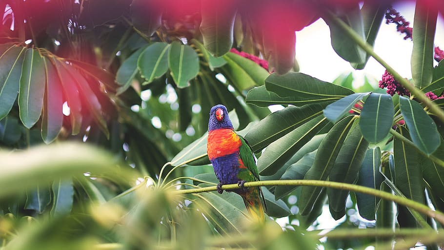 bird on tree, animal, flora, parrot, beak, plant, conifer, yew HD wallpaper