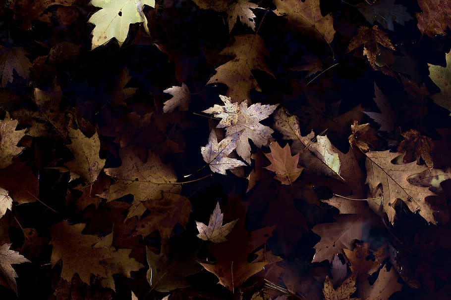 leaf, fall, autumn, plant part, change, no people, beauty in nature HD wallpaper