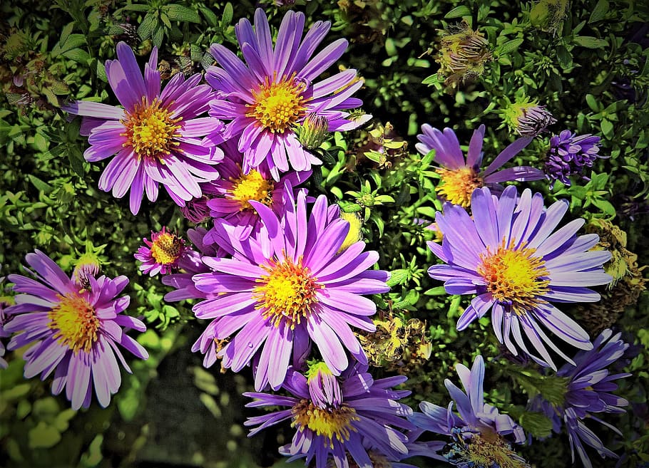 flowers, herbstastern, asters, composites, plant, bush, pink HD wallpaper