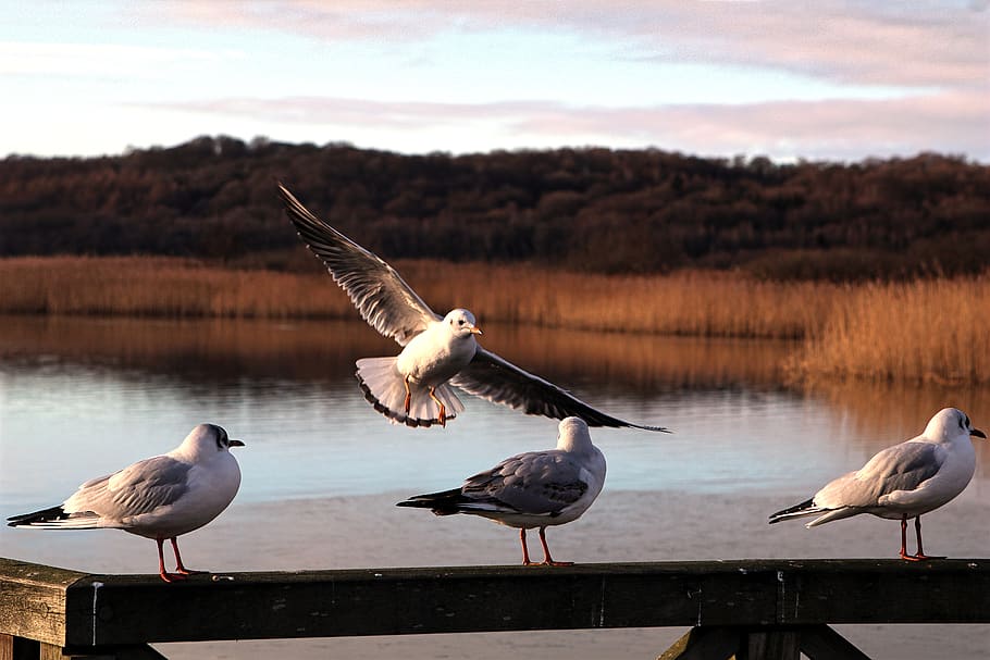 lake, sea, seagull, railing, waters, reed, bird, abendstimmung HD wallpaper