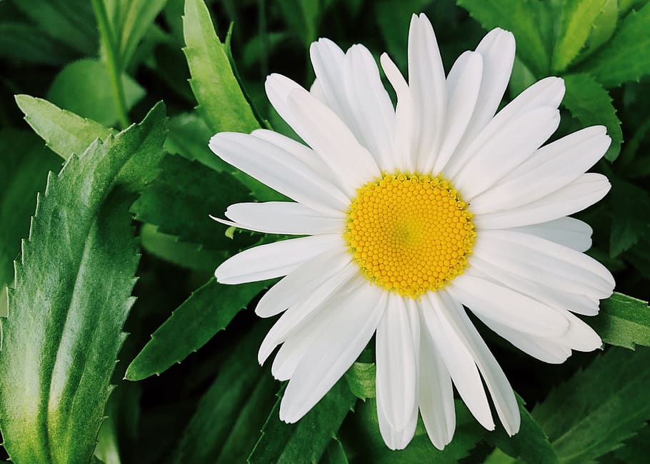 flower, white, daisy, plant, bloom, nature, summer, flowering plant HD wallpaper