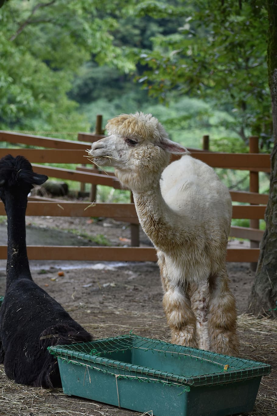 animal, alpaca, wool, fluffy, ranch, natural, landscape, mammal HD wallpaper