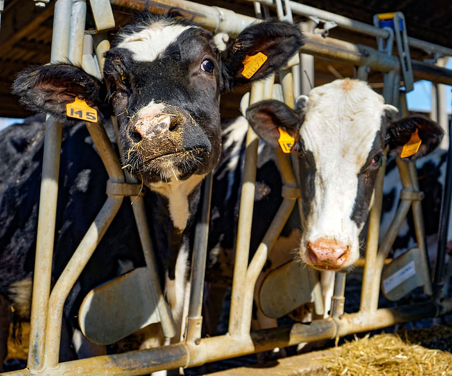 cows, frisian, friesian cows, spotted, cattle, breeder, lombardy, HD wallpaper