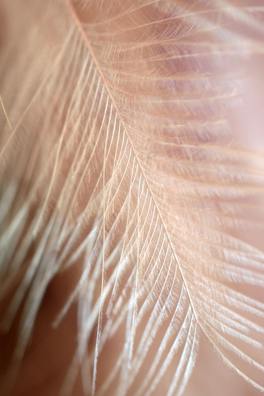 nature, pattern, background, feather, texture, structure, android wallpaper HD wallpaper