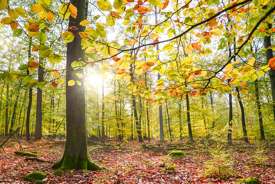 forest sunlight, nature, landscape, mood, trees, sunbeam, lighting HD wallpaper