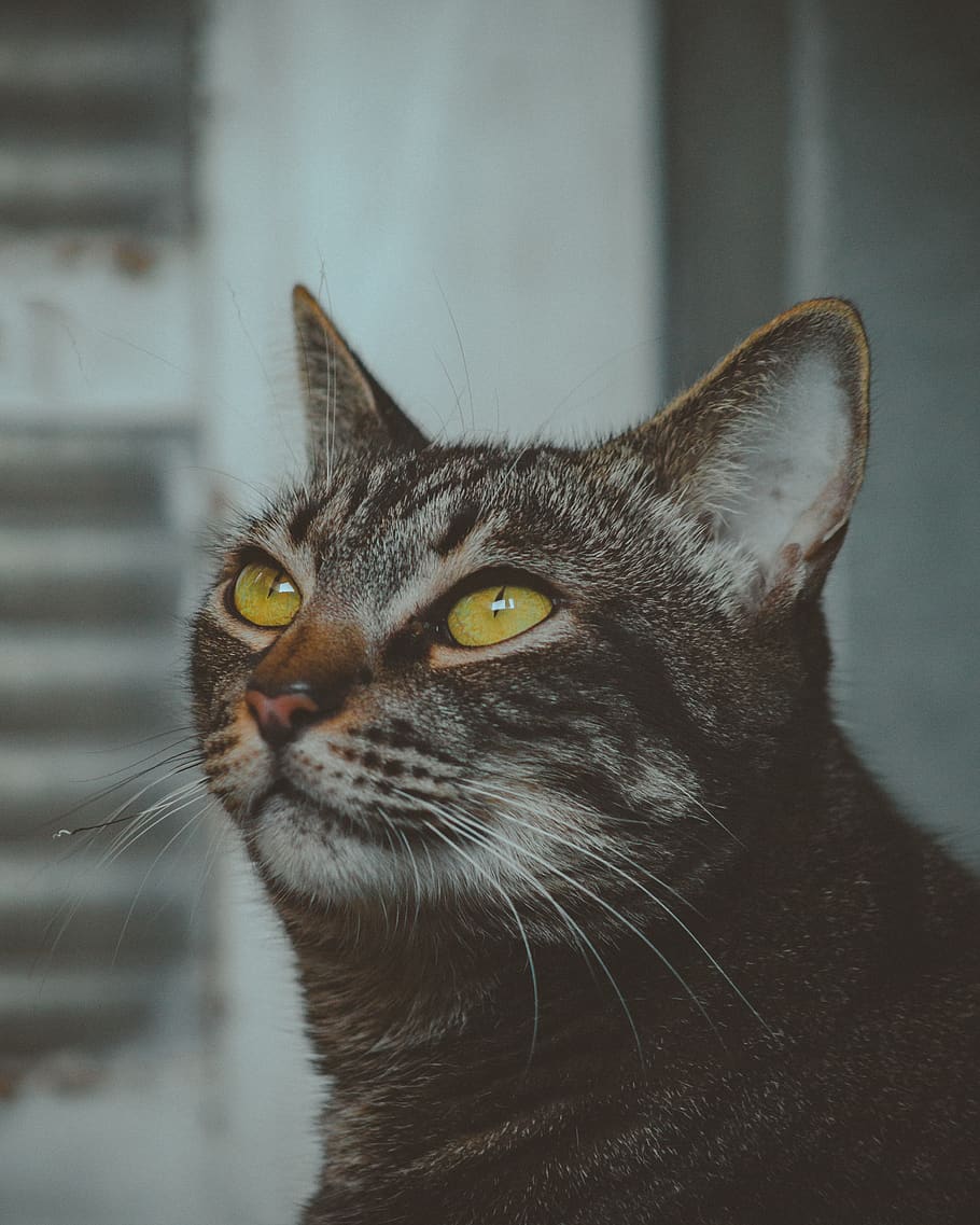 Brown Tabby Cat, adorable, animal, cute, eyes, fur, grey, kitten HD wallpaper