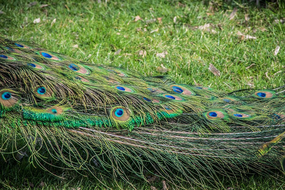 peacock, feather, bird, colorful, colors, pattern, wonderful HD wallpaper