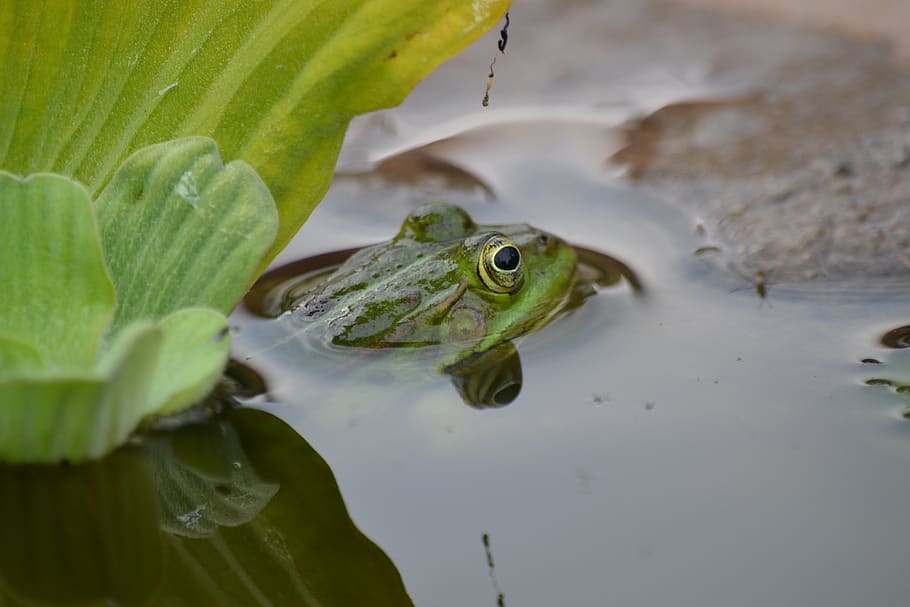 frog, nature, pond, frog pond, biotope, green, plant, garden HD wallpaper